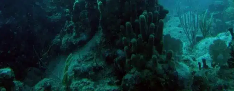 Crèmes solaires : Des poisons en mer