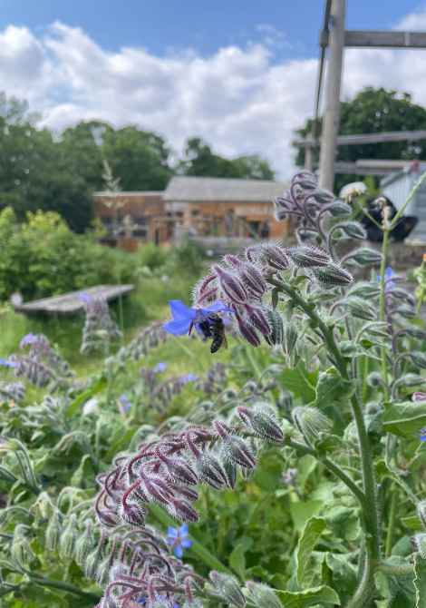Biodiversité dans le jardin de l'Agrocité