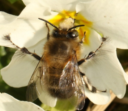 faune et flore friche des 3 marres