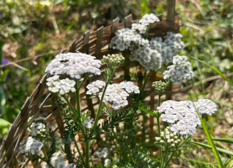 mission foret jardin